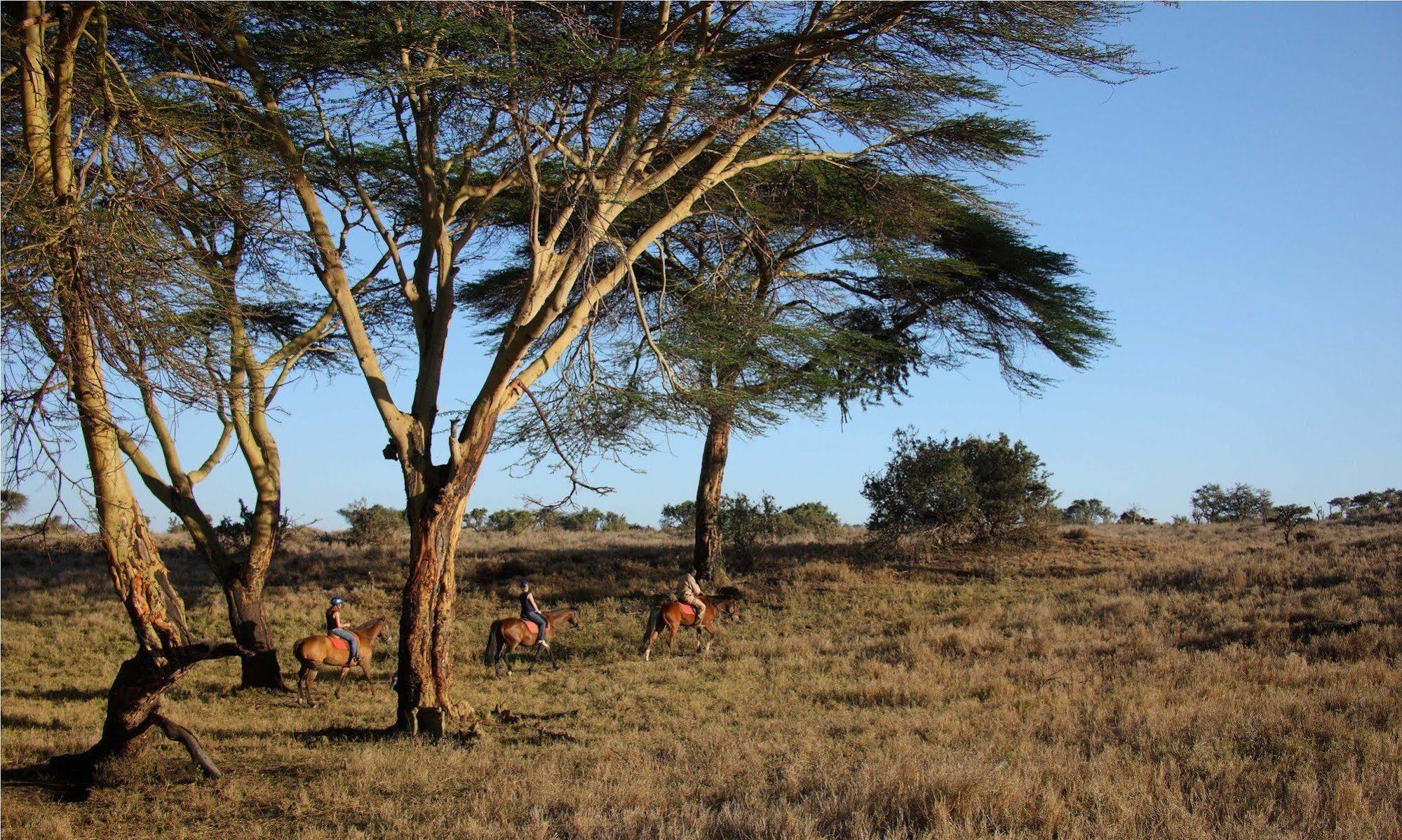 Elewana Lewa Safari Camp Otel Timau Dış mekan fotoğraf